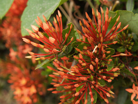  flower spike 