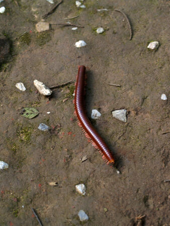 millipede