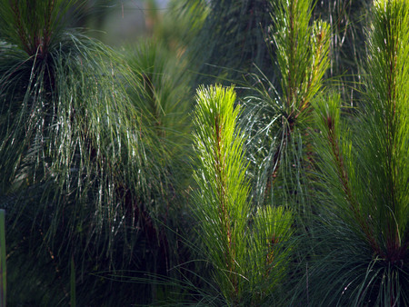 Pine in Phu ruea Thailand