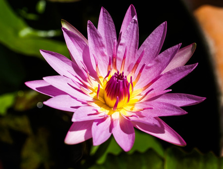 Pink Lotusの写真素材