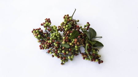 Tumtam Seedsの写真素材