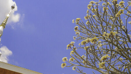 Flowers In Temple Thaiの写真素材