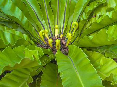 Plants Garden