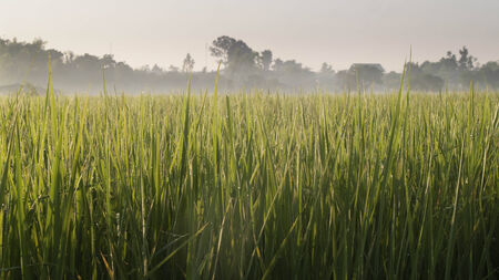 Fields Sunriseの写真素材