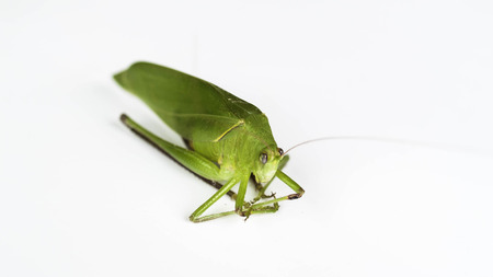 Insectsの写真素材