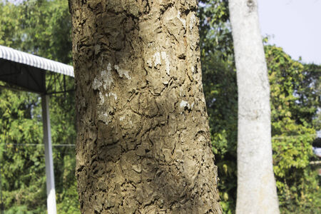 Trees surfaceの写真素材