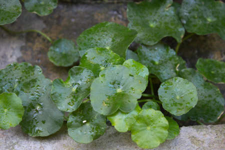 leaves And Drop