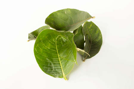 Raw Food Thailandの写真素材