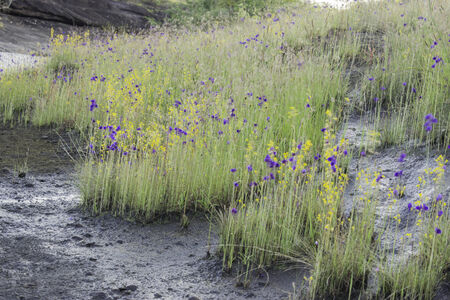 Wild Flowers