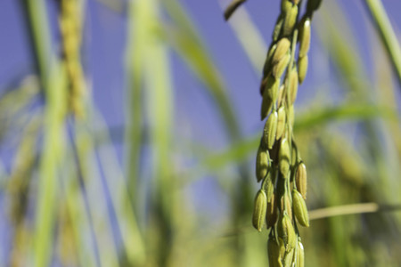 Cornfield Riceの写真素材