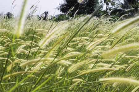 Meadow with wind