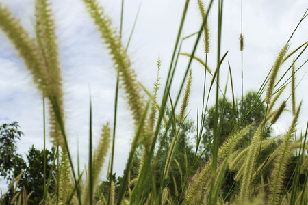 Meadow with windの写真素材