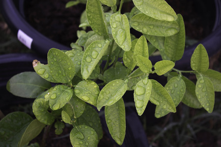 Lemon Tree