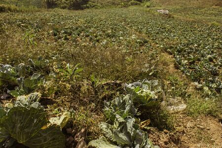 Phetchabun,THAILAND Jan 26 :Mountain villages Of Phu Tabberk Phetchabun Thailand.のeditorial素材