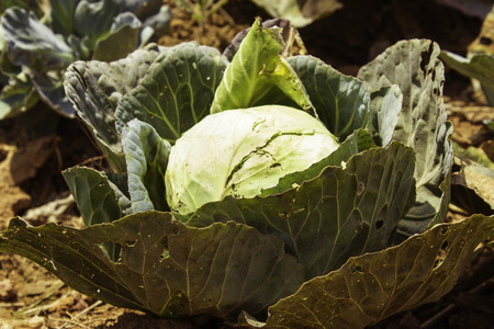 Phetchabun,THAILAND Jan 26 :\\\"Cabbage\\\" Of Phu Tabberk Phetchabun Thailand.のeditorial素材