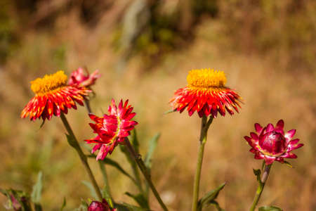 Phetchabun,THAILAND Jan 26 :\"Paper Flowers\" Of Phu Tabberk Phetchabun Thailand.のeditorial素材