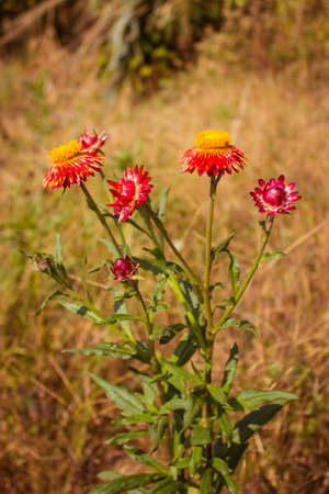 Phetchabun,THAILAND Jan 26 :\"Paper Flowers\" Of Phu Tabberk Phetchabun Thailand.のeditorial素材