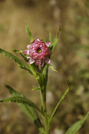 Phetchabun,THAILAND Jan 26 :\"Paper Flowers\" Of Phu Tabberk Phetchabun Thailand.のeditorial素材