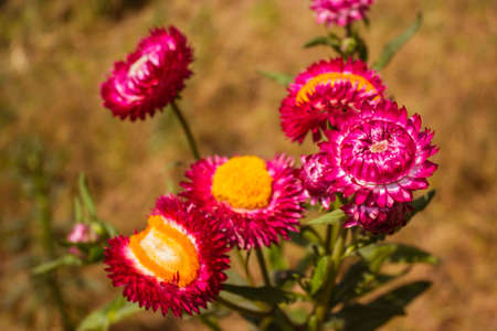 Phetchabun,THAILAND Jan 26 :\"Paper Flowers\" Of Phu Tabberk Phetchabun Thailand.のeditorial素材