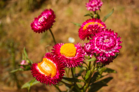 Phetchabun,THAILAND Jan 26 :\"Paper Flowers\" Of Phu Tabberk Phetchabun Thailand.のeditorial素材