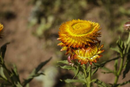 Phetchabun,THAILAND Jan 26 :\"Paper Flowers\" Of Phu Tabberk Phetchabun Thailand.のeditorial素材
