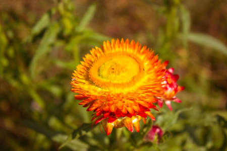 Phetchabun,THAILAND Jan 26 :\"Paper Flowers\" Of Phu Tabberk Phetchabun Thailand.のeditorial素材