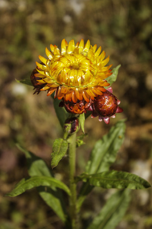 Phetchabun,THAILAND Jan 26 :\"Paper Flowers\" Of Phu Tabberk Phetchabun Thailand.のeditorial素材