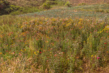 Phetchabun,THAILAND Jan 26 :Mountain villages Of Phu Tabberk Phetchabun Thailand.のeditorial素材