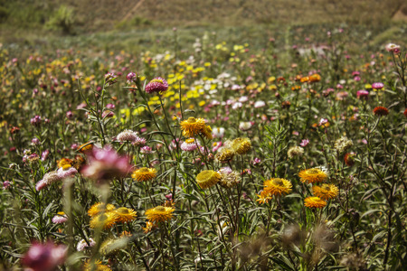 Phetchabun,THAILAND Jan 26 :\"Paper Flowers\" Of Phu Tabberk Phetchabun Thailand.のeditorial素材