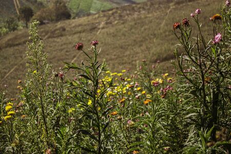 Phetchabun,THAILAND Jan 26 :\\\"Paper Flowers\\\" Of Phu Tabberk Phetchabun Thailand.のeditorial素材