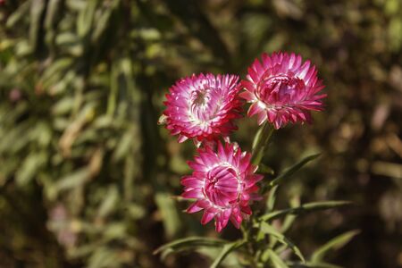 Phetchabun,THAILAND Jan 26 :\\\\\\\"Paper Flowers\\\\\\\" Of Phu Tabberk Phetchabun Thailand.のeditorial素材