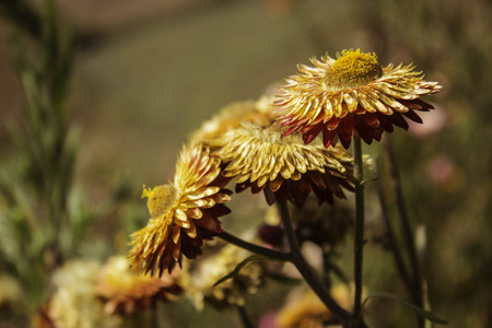Phetchabun,THAILAND Jan 26 :\\\\\\\"Paper Flowers\\\\\\\" Of Phu Tabberk Phetchabun Thailand.のeditorial素材