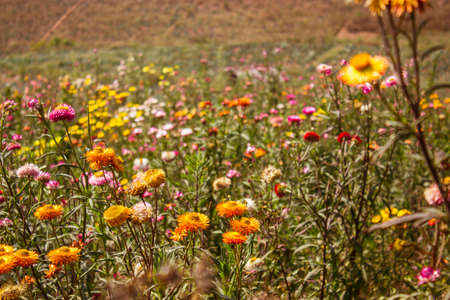 Phetchabun,THAILAND Jan 26 :\\\\\\\"Paper Flowers\\\\\\\" Of Phu Tabberk Phetchabun Thailand.のeditorial素材