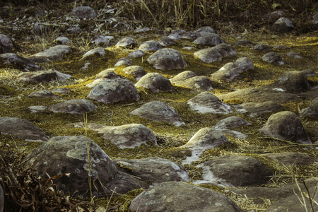 Phuhinrongkla National Park,THAILAND Jan 26 2015:\"The beauty of natural stone forest views\"Phuhinrongkla National Park,Thailand.のeditorial素材
