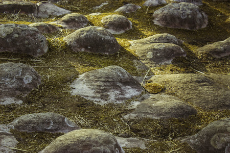 Phuhinrongkla National Park,THAILAND Jan 26 2015:\"The beauty of natural stone forest views\"Phuhinrongkla National Park,Thailand.のeditorial素材