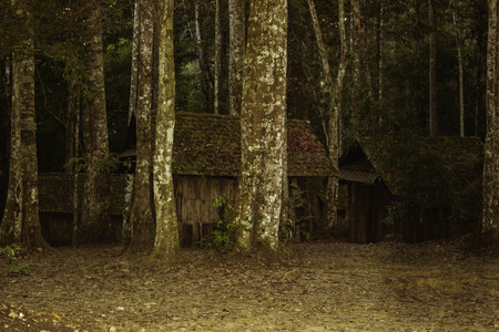 Phuhinrongkla National Park,THAILAND Jan 26 2015:\"The beauty of natural stone forest views\"Phuhinrongkla National Park,Thailand.のeditorial素材