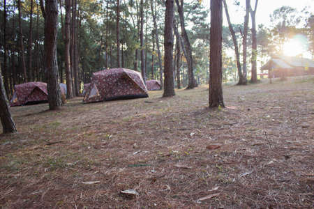 Tent with pine