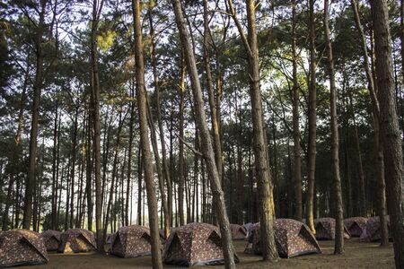 Tent with pineの写真素材