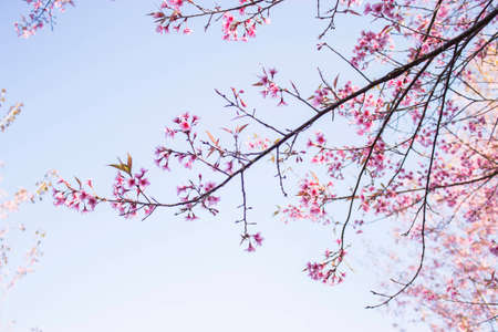 Sakura pink nature views in Phuromro Loei,Thailandの写真素材