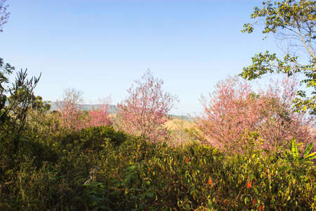 Sakura pink nature views in Phuromro Loei,Thailandの写真素材