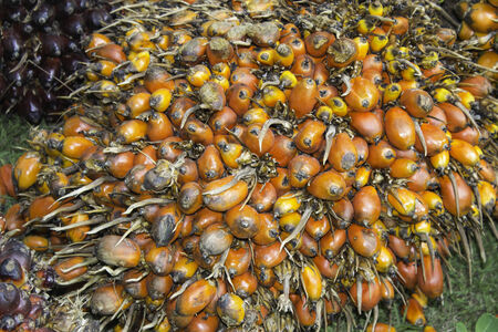 Fruit Palmの写真素材