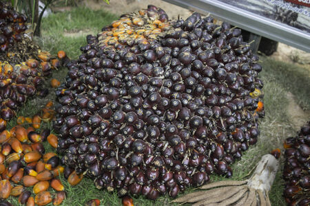 Fruit Palmの写真素材