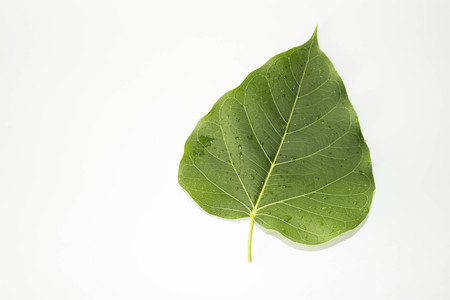 Leaf green concept white background.の写真素材