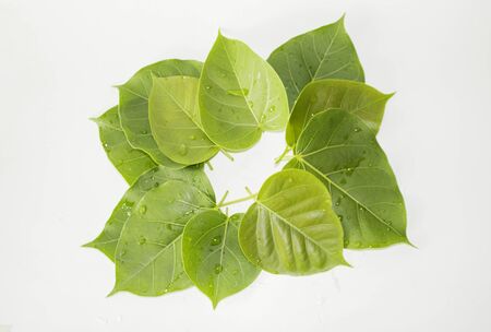 Leaf green concept white background.の写真素材