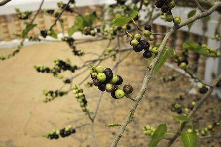 Wild fruits