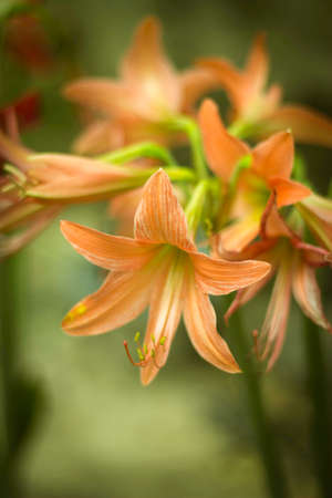 Orange Flowerの写真素材