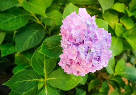 WatPanamtip 16 October 2015:"Thailand temple and flower "Roi Et Thailandの写真素材