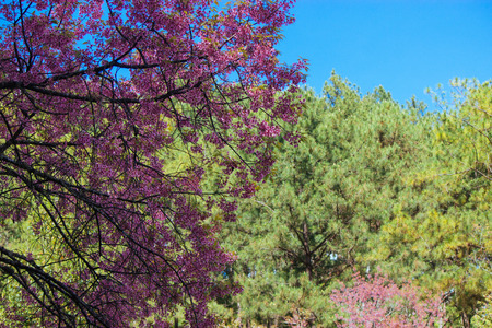 Cherry blossom Thai sakura atorchidagriculture , ChaingMai, Thailand.の写真素材