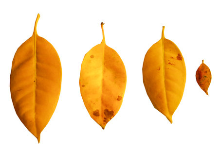Fagraea fragrans yellow leaves isolated on white backgroundの写真素材