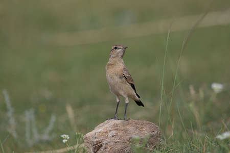 Sylviidae sitting on the rock with cocked head